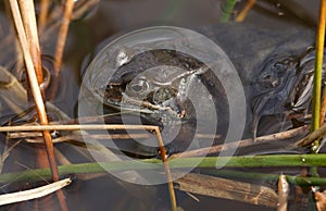 Common Frog Rana temporaria just out of hibernation in spring waiting in the reeds at the edge of a pond for a partner.