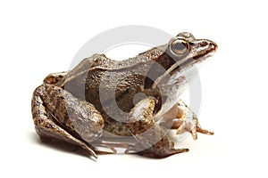 Common frog (Rana temporaria) over white