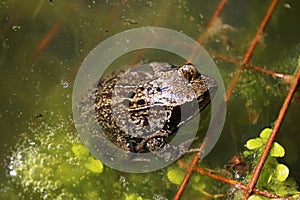 Common frog, rana temporaria, in pond