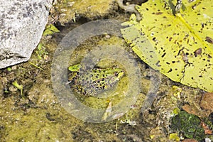 Common frog, Rana temporaria, in a pond