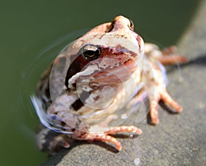 Common frog (Rana temporaria) in the pond