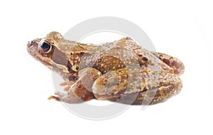 Common frog, Side view, isolated on white background