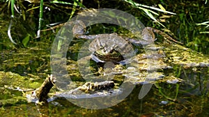 Common frog, Rana temporaria, single reptile croaking in water