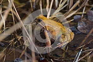 Common Frog Rana temporaria in a swamp, natural habitat