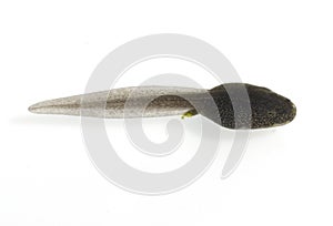 Common frog, Rana temporaria, tadpole