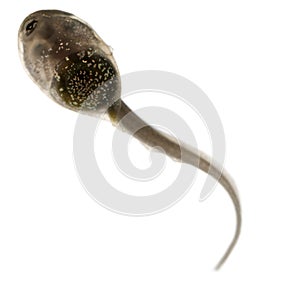 Common Frog, Rana temporaria tadpole