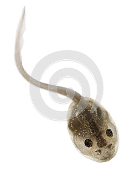 Common Frog, Rana temporaria tadpole