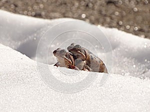 The common frog Rana temporaria walking in the snow