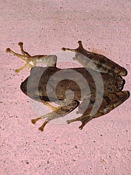 Common frog Rana temporaria wild