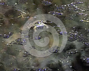 Common frog of Sardinia, present in the ponds in the summer