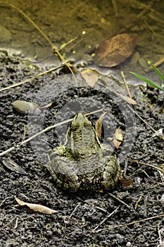 Common frog of Sardinia, present in the ponds in the summer