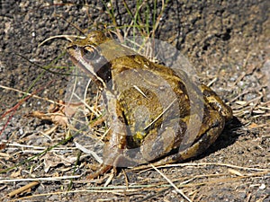 Common Frog side view