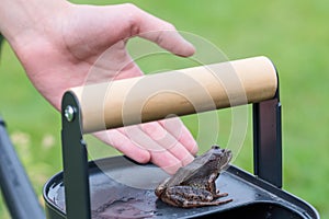 Common frog sitting on black watering can in garden in background of personâs hand photo