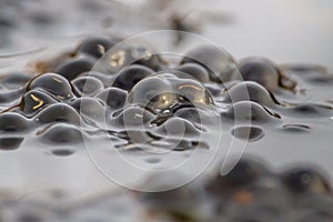 Common Frog spawn