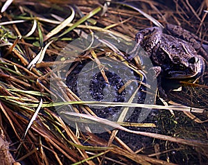 Common frog spawning