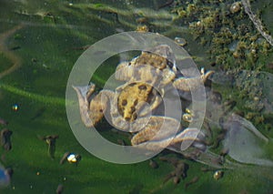 Common frog submerged in a fishpond.