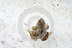 Common frog trapped in ice