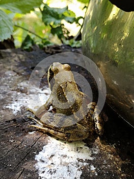 Common frog on a tree stump. Rana temporaria in garden