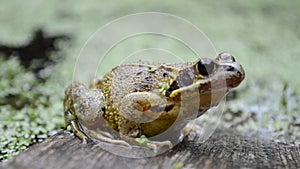 Common frog, UK