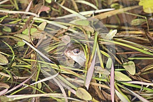 Common Frog Under Plants