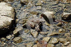 Common Frog photo