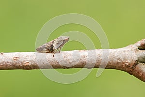 A Common Froghopper bug Philaenus spumarius perched on a branch.