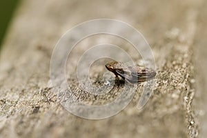 A Common Froghopper bug, Philaenus spumarius, perched on a  wooden fence at the edge of a meadow.