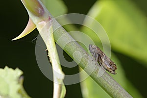 Common Froghopper photo