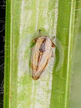 Common Froghopper - spittle bug