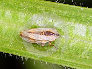 Common Froghopper - spittle bug