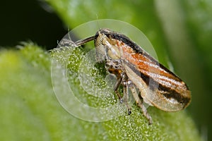 Common Froghopper, A stunning Common Froghopper Philaenus Spumarius also known as spittlebug. The nymphs of the froghopper live