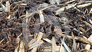 Common Froglet (Crinia Signifera)