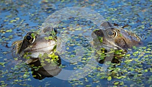 Common Frogs