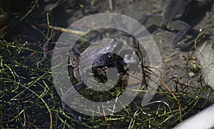 Common frogs breeding in a pond