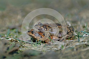 Common frogs in copulation.