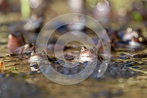 Common frogs laying eggs in a marsh