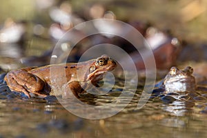 Common frogs laying eggs in a marsh