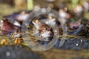 Common frogs laying eggs in a marsh