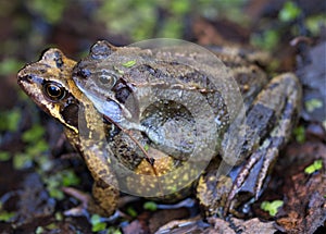 Common frogs mating, in March, 2020.