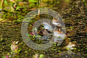 Common Frogs Rana temporaria