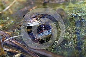 Common frogs in spring