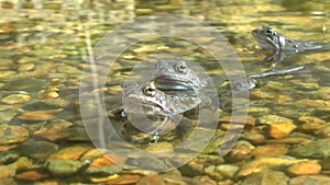 Common frogs in a wildlife garden pond