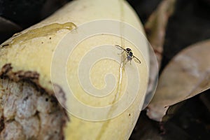 Common fruit fly on mango