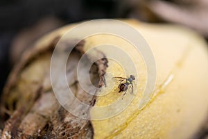 Common fruit fly on mango