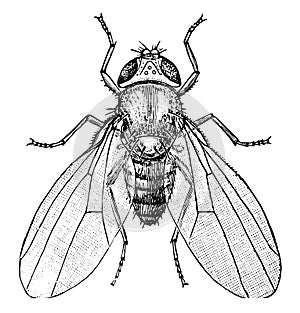 Common Fruit Fly, vintage illustration