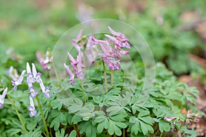 Common fumewort, Corydalis solida, purple en pink flowering plants