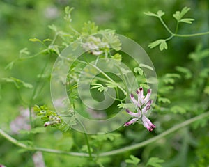 Common fumitory (Fumaria officinalis) in flower