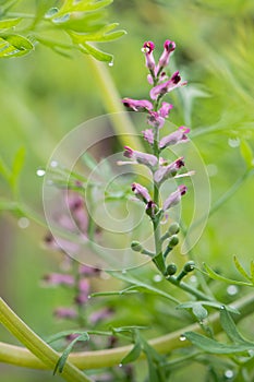 Common fumitory & x28;Fumaria officinalis& x29; plant in flower