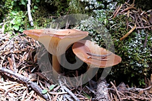 Common Funnel Cap - Clitocybe gibba
