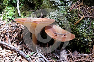 Common Funnel Cap - Clitocybe gibba